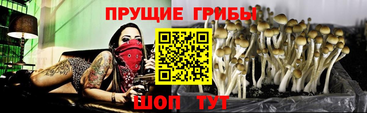 Волгоград  Галлюциногенные грибы Psilocybine cubensis  Вход с VPN 